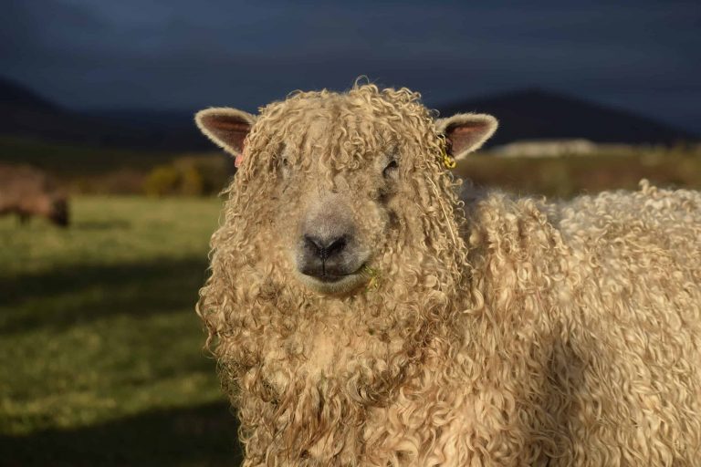 GREYFACE DARTMOOR SHEEP - Patchwork Sheep