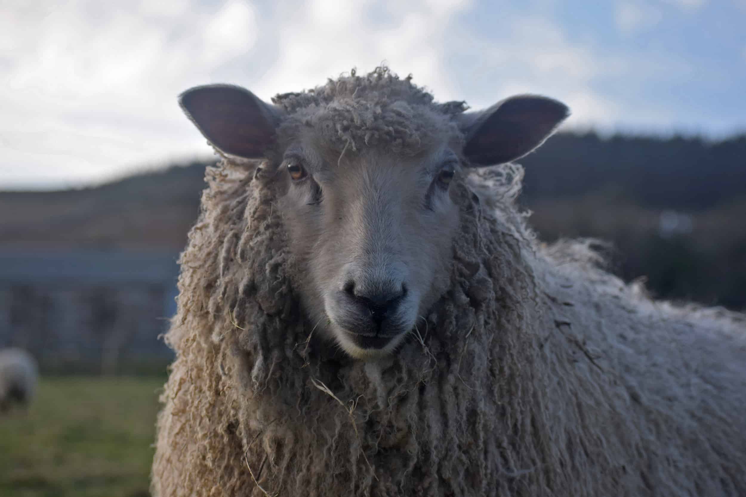 nymphadora icelandic x cross wensleydale sheep patchwork
