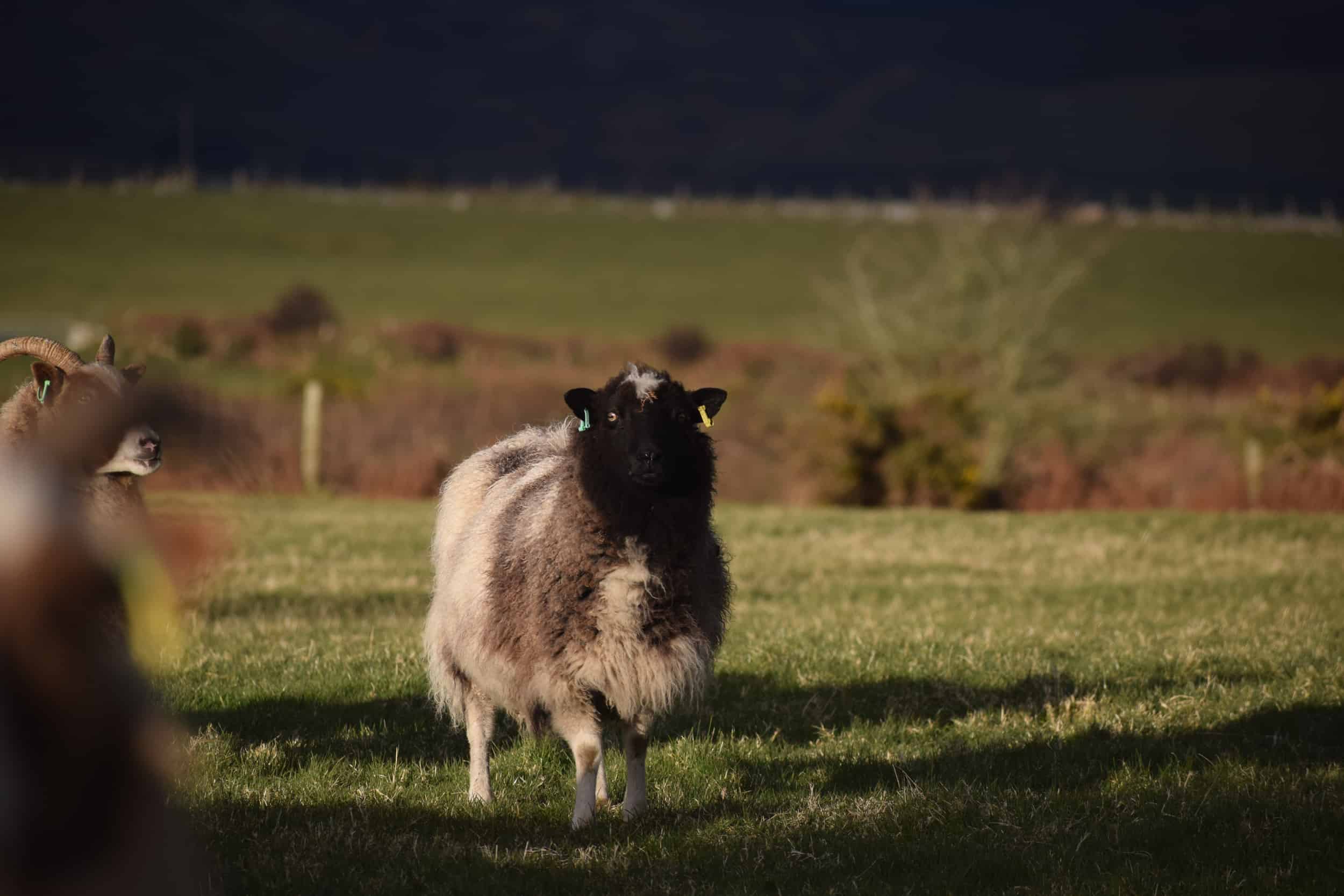 Fleur patchwork sheep jacob cross shetland welsh mountain natural fleece wool spotty