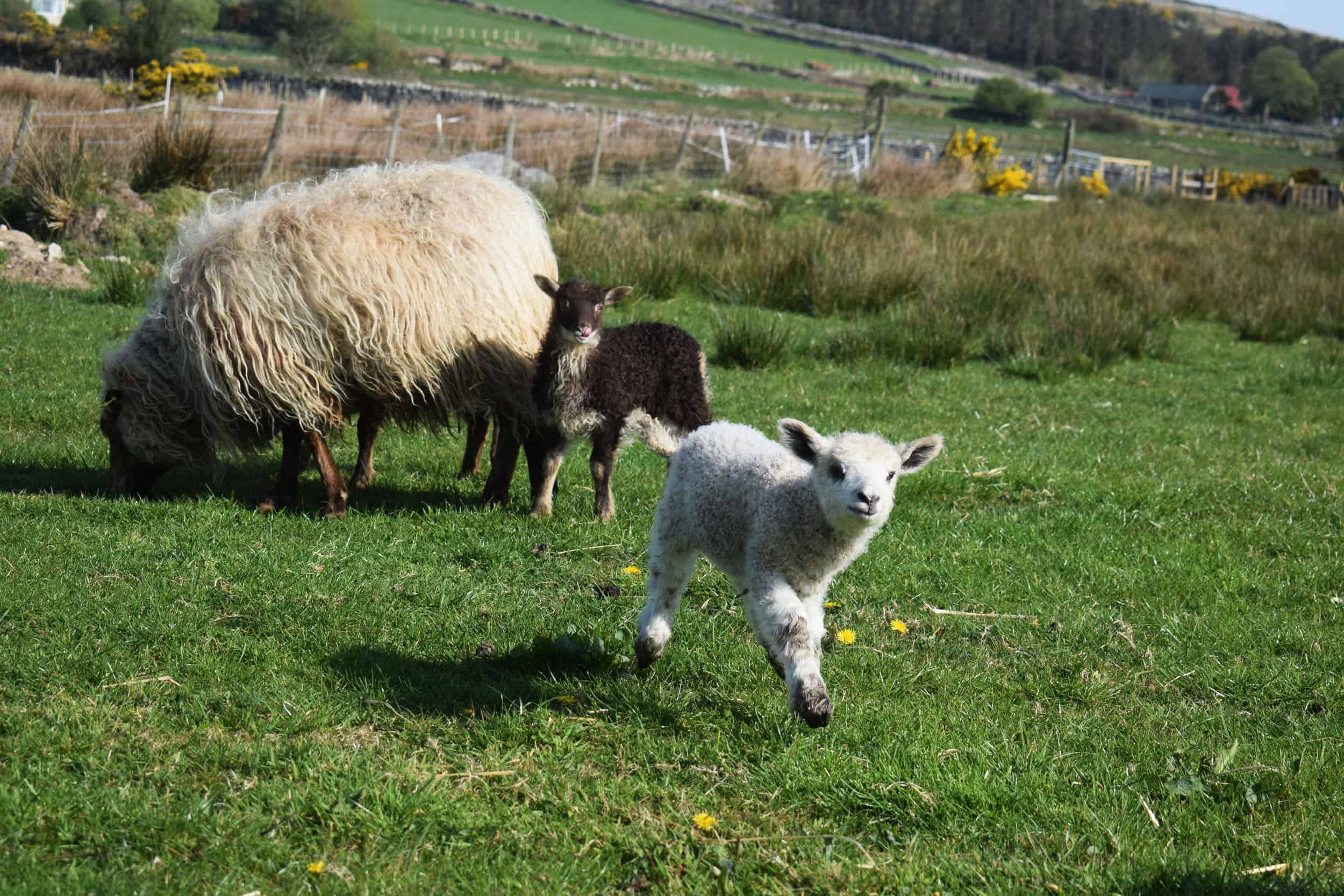 nymphadora sheep wensleydale cross icelandic sheep wool lamb 5