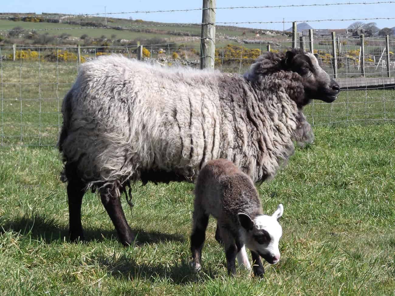 Sandy badgerface shetland jacob sheep