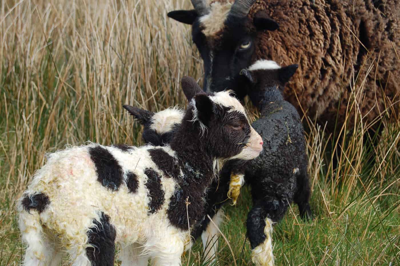 Marmalade newborn lambs triplets moorit spotted patchwork sheep ethical wool soay shetland jacob sheep