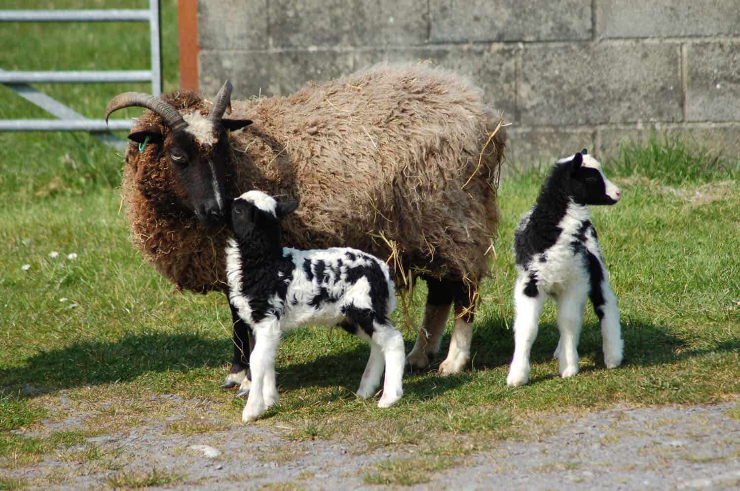 Minnie jacob cross shetland sheep patchwork sheep kind fibre triplet lambs