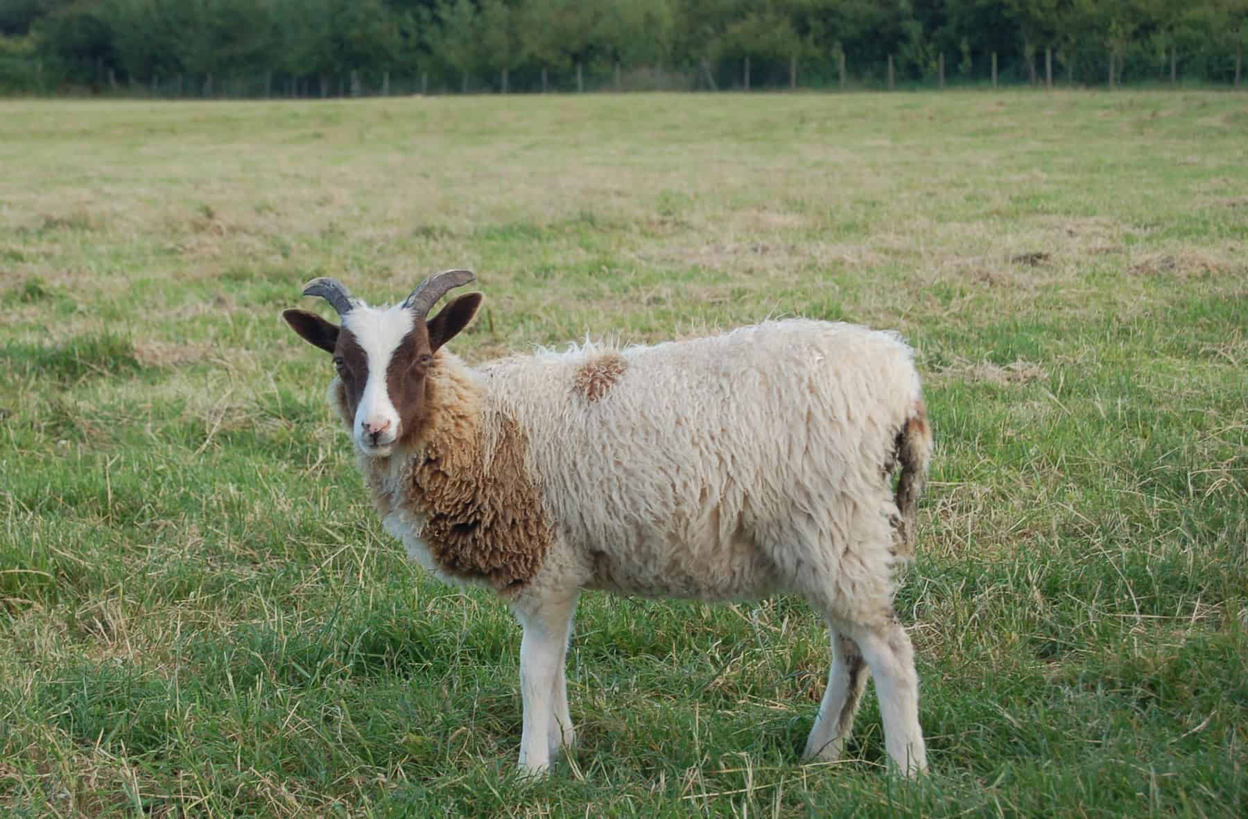 Marmalade horned lamb sheep moorit spotted patchwork sheep ethical wool soay shetland jacob sheep