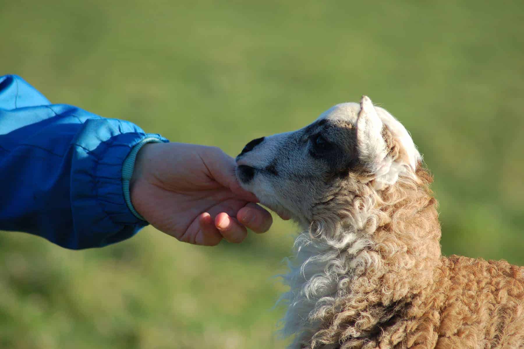 patchwork pet sheep smudge cute lamb golden soay cross shetland jacob sheep