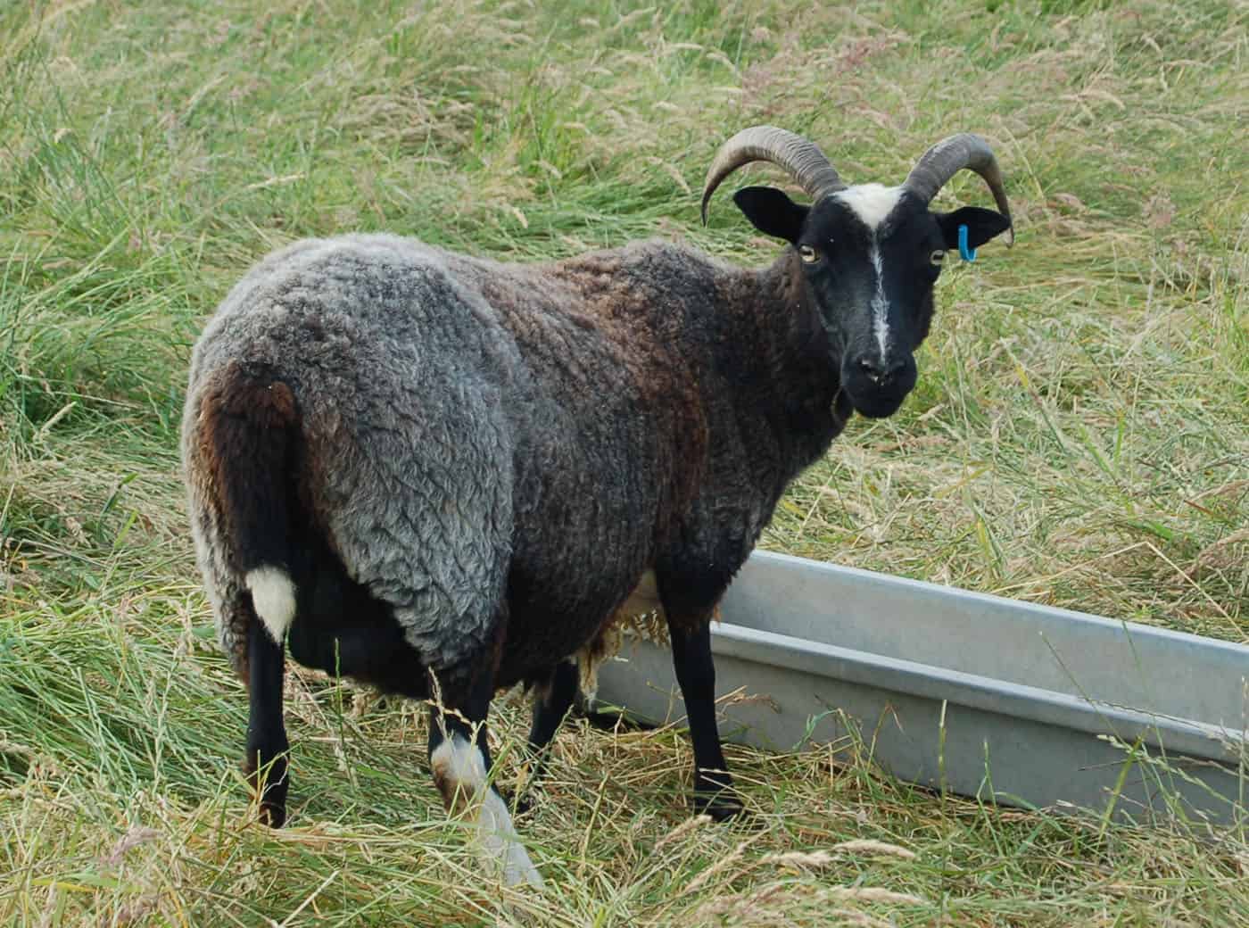 Minnie jacob cross shetland sheep patchwork sheep kind fibre shorn sheep
