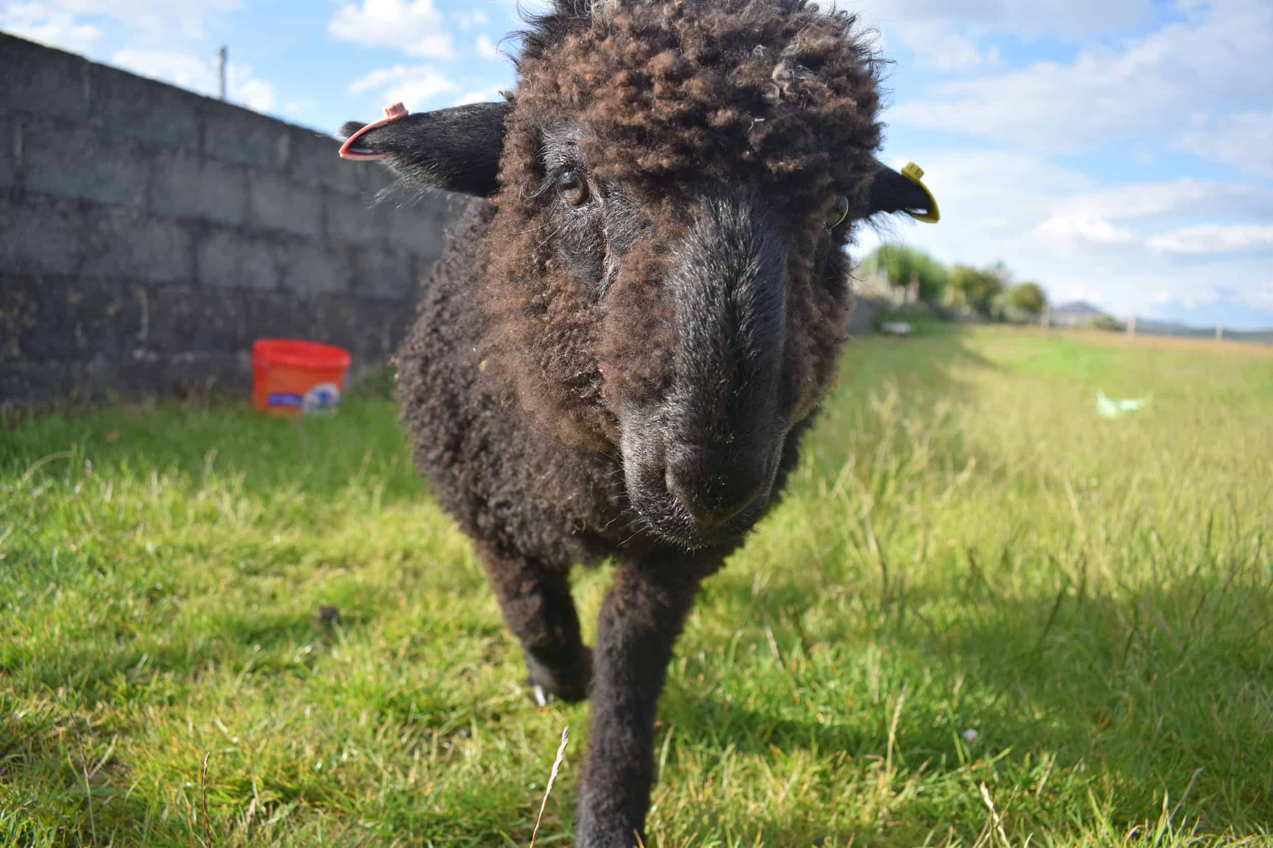 Griffin patchwork sheep cute black sheep lamb valais spitti blacknose cross bfl blue face leicester ram lamb black