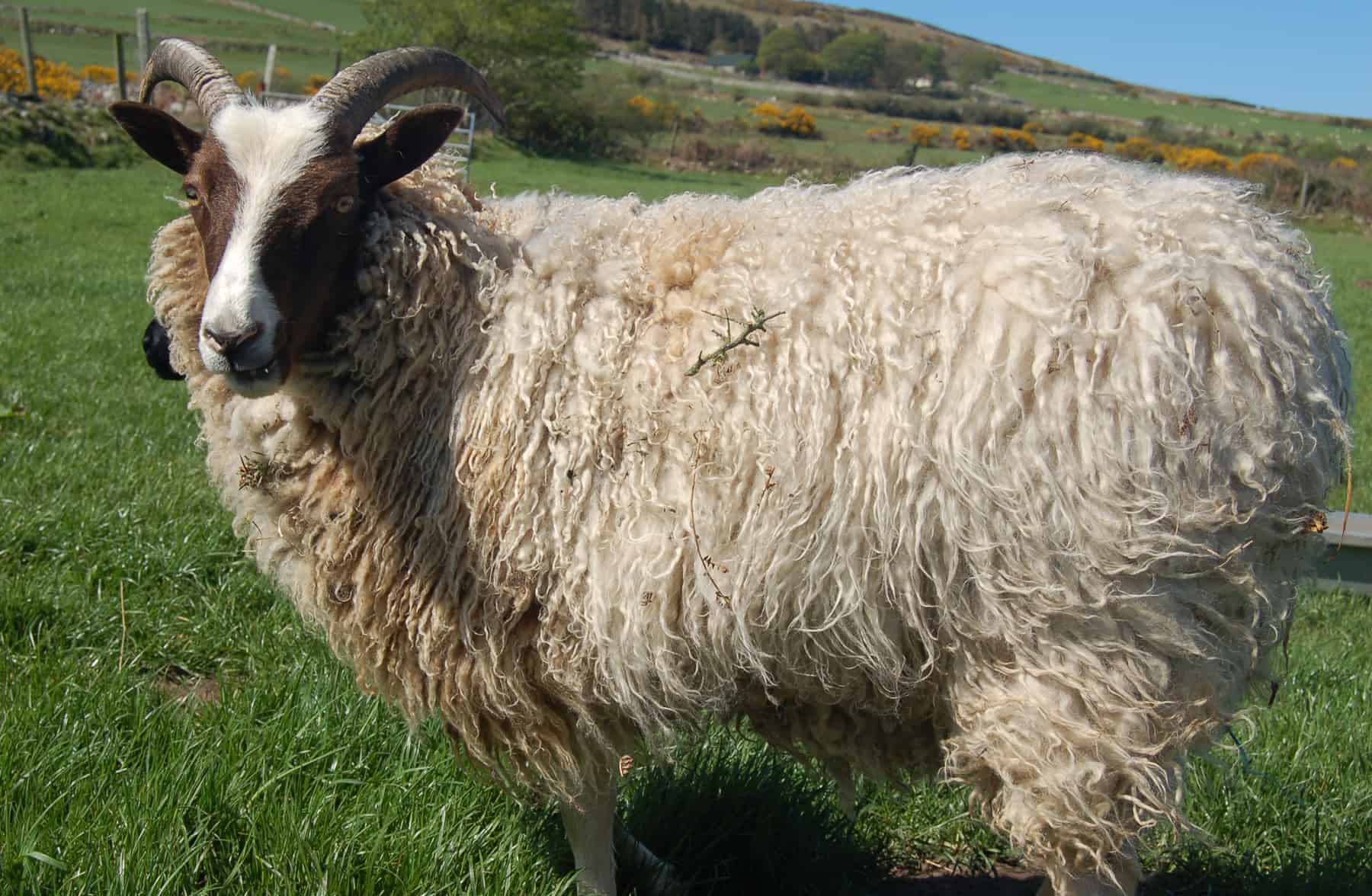 Marmalade shearling ewe moorit spotted patchwork sheep ethical wool soay shetland jacob sheep