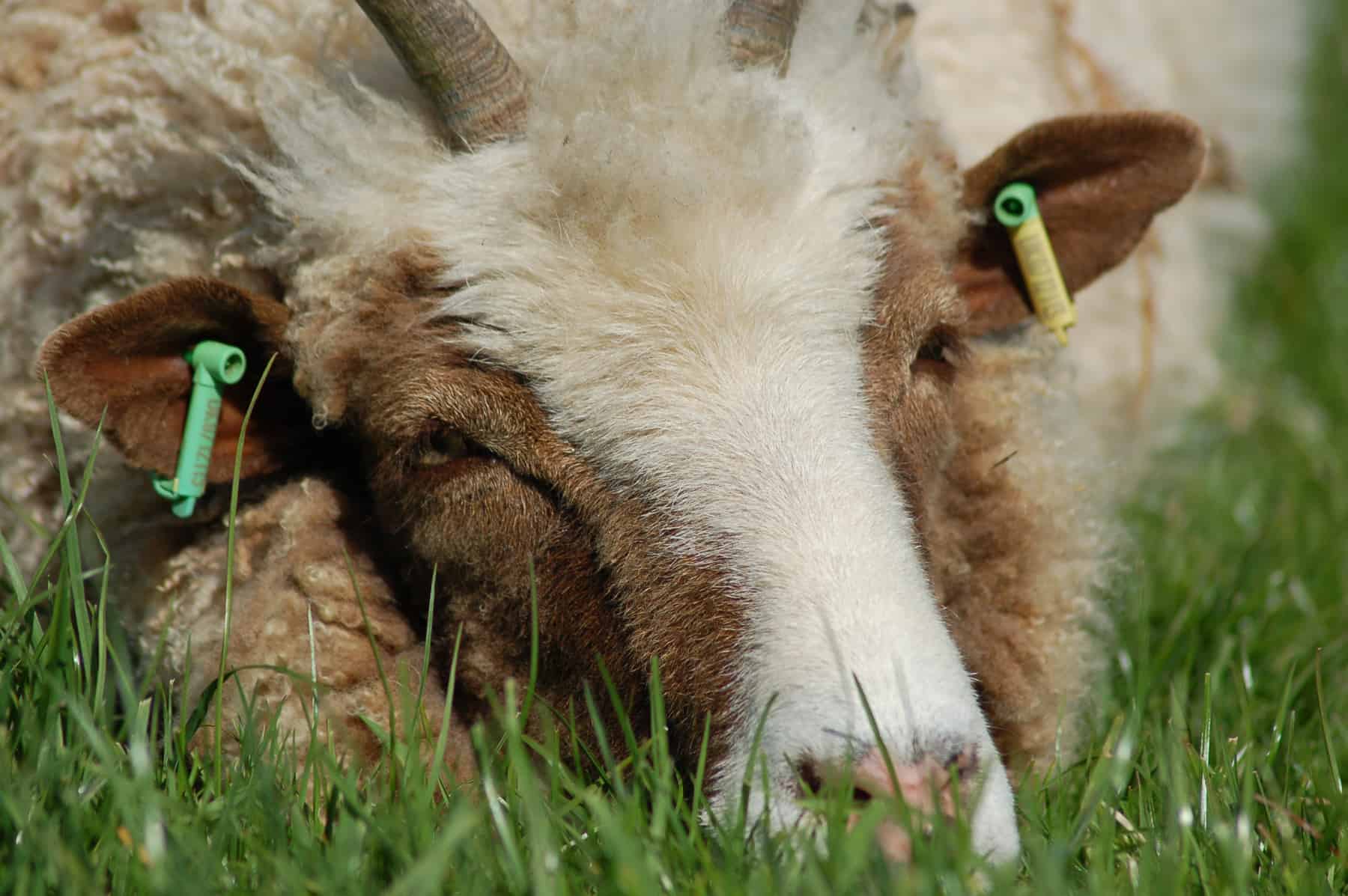 Muffn sleeping patchwork sheep moorit brown spotted jacob sheep shetland sheep