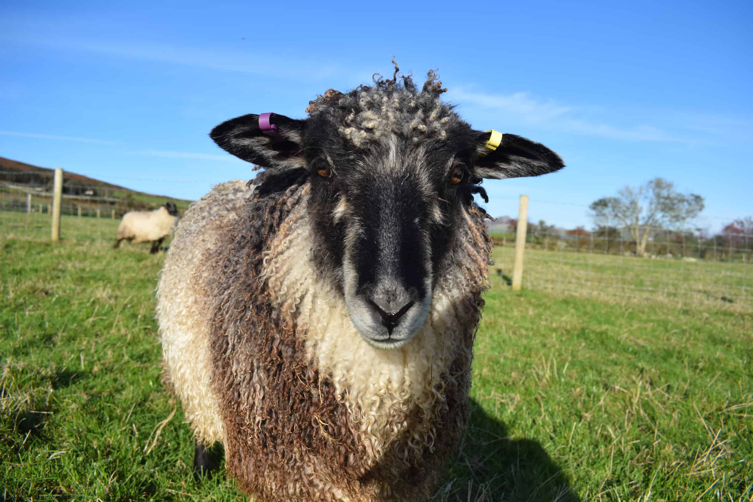 Jemima sheep farm animals coloured leicester longwool gotland sheep shetland ewe lamb kind fibre british wool grey summer