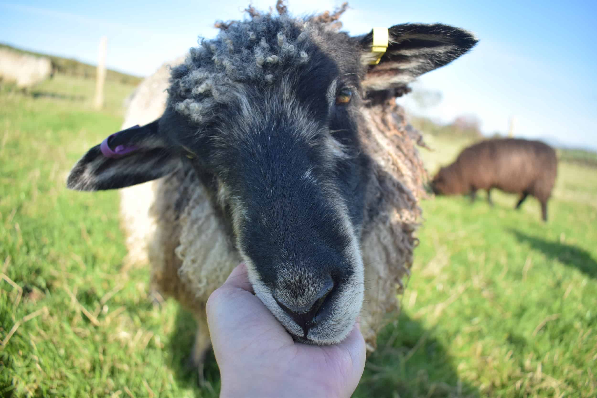 Jemima sheep farm animals coloured leicester longwool gotland sheep shetland ewe lamb kind fibre british wool grey pet sheep
