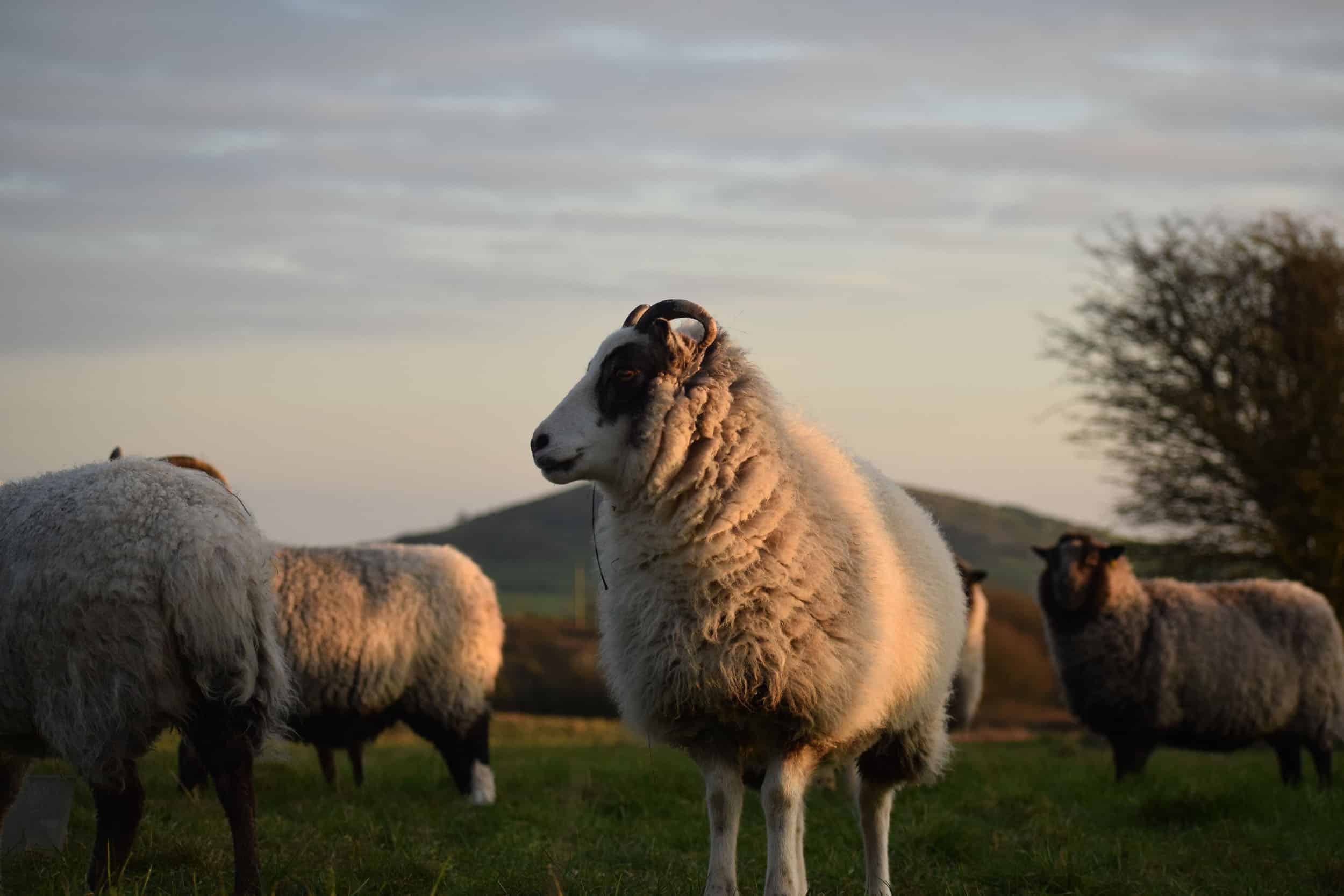 Rhubarb badgerface spotted sheep primitive shetland soay crossbreed british wool