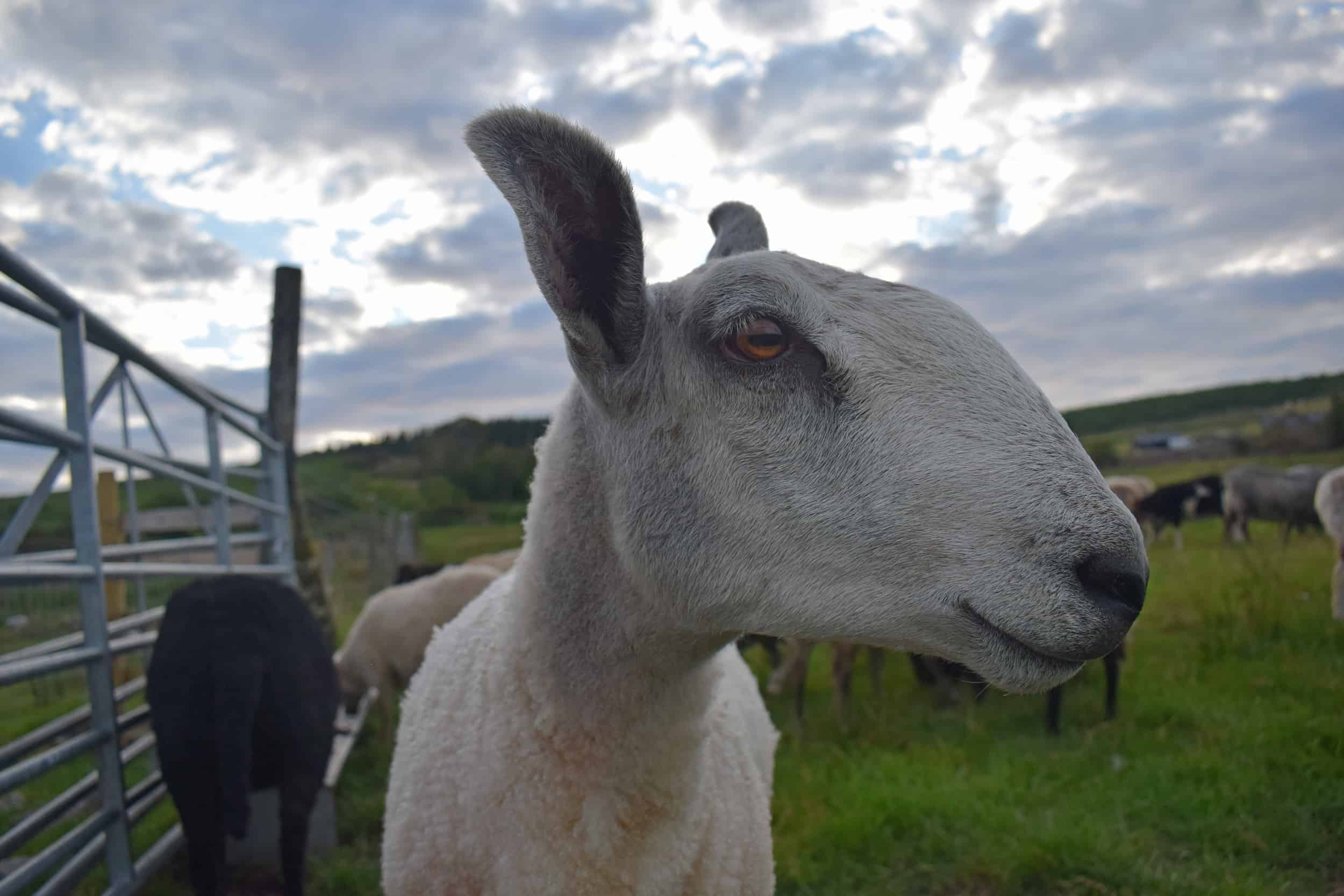 Lily bfl blueface leicester sheep ewe lamb pet bottle yearling shearling roman nose
