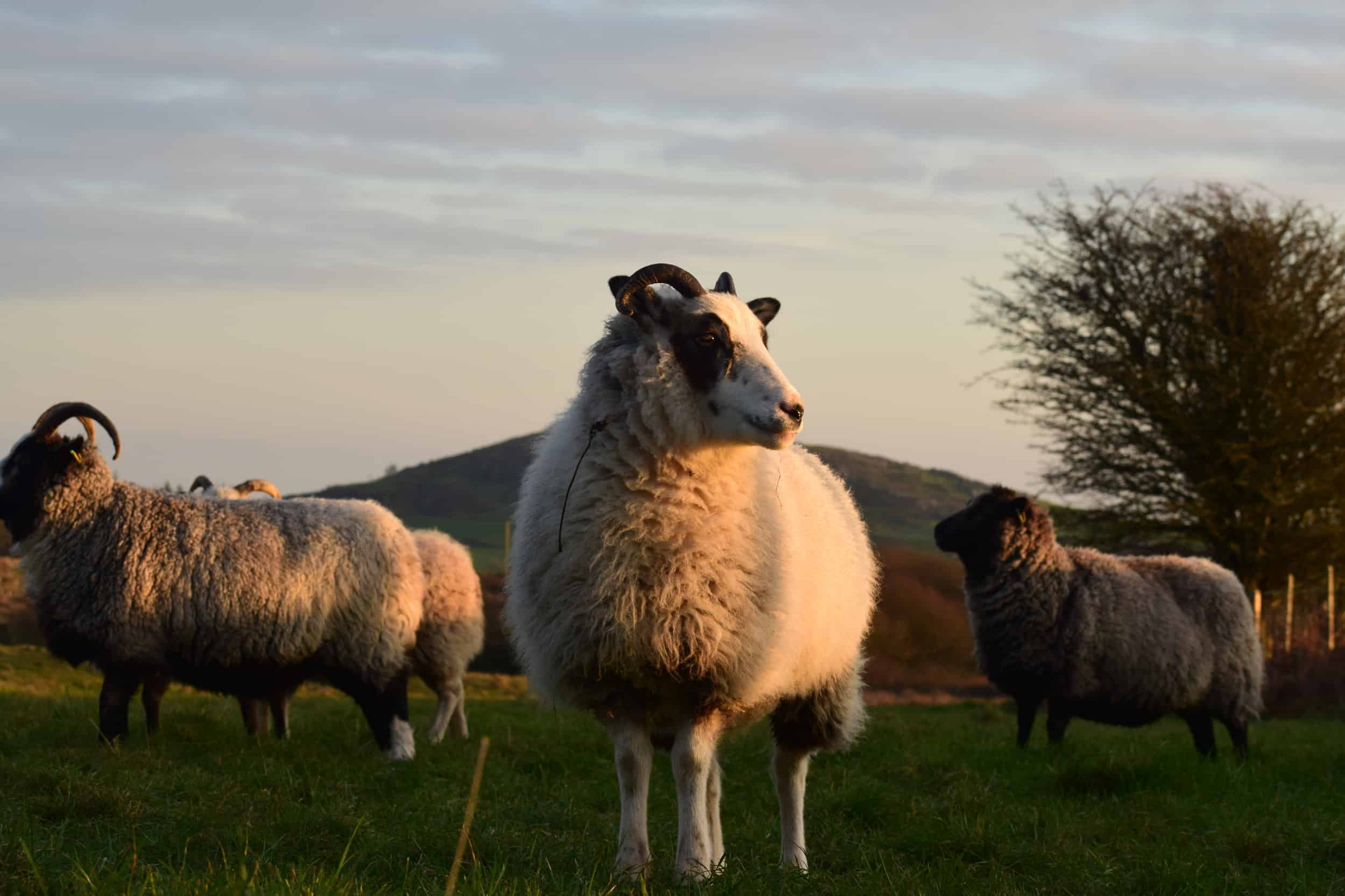 Rhubarb badgerface spotted sheep primitive shetland soay crossbreed patchwork sheep