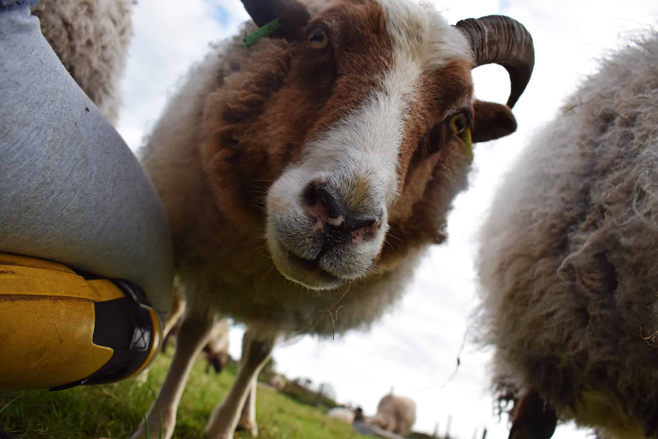 Marmalade pet sheep moorit spotted patchwork sheep ethical wool soay shetland jacob sheep