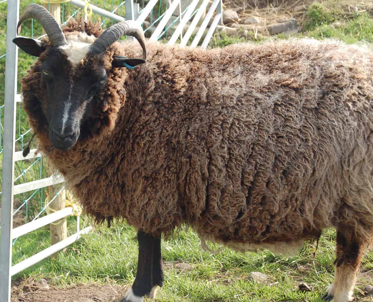 Minnie jacob cross shetland sheep patchwork sheep kind fibre wool