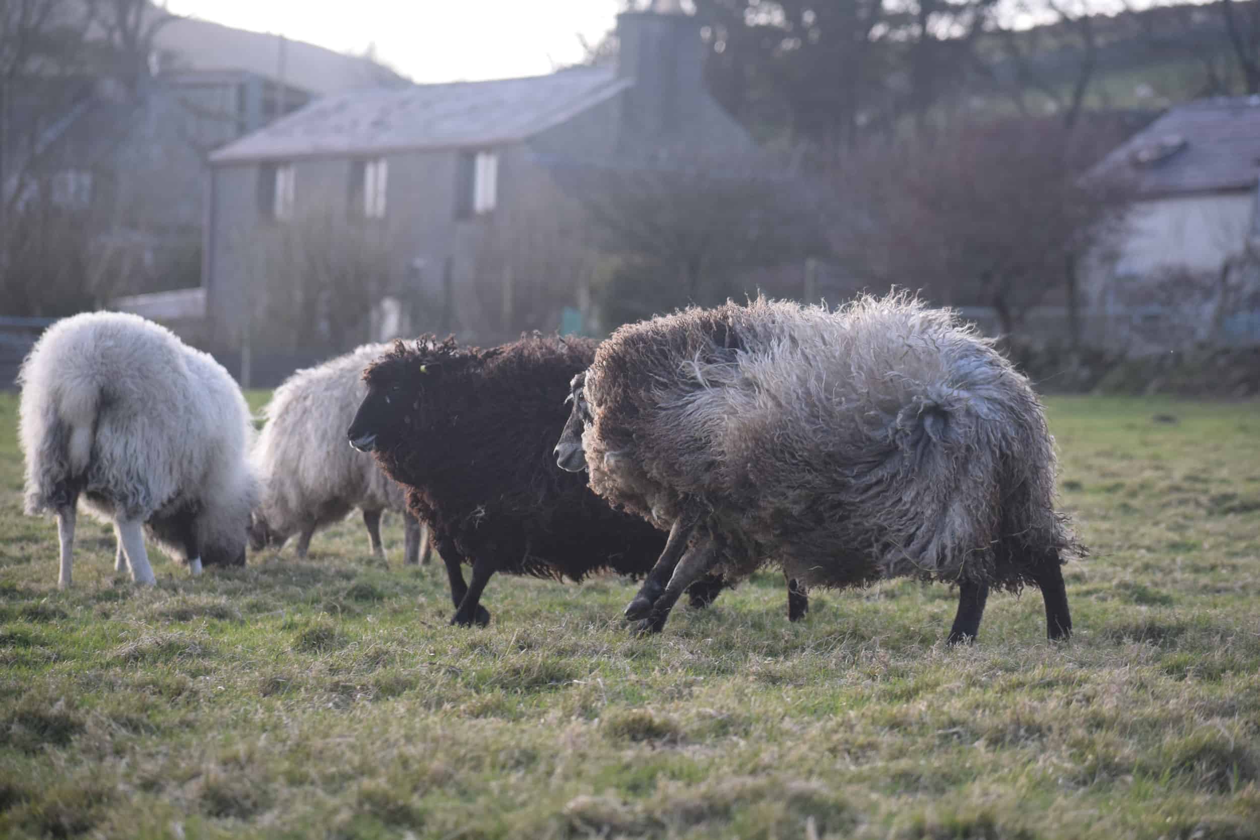 Jemima sheep farm animals coloured leicester longwool gotland sheep shetland ewe lamb kind fibre british wool grey amazing fleeces 2