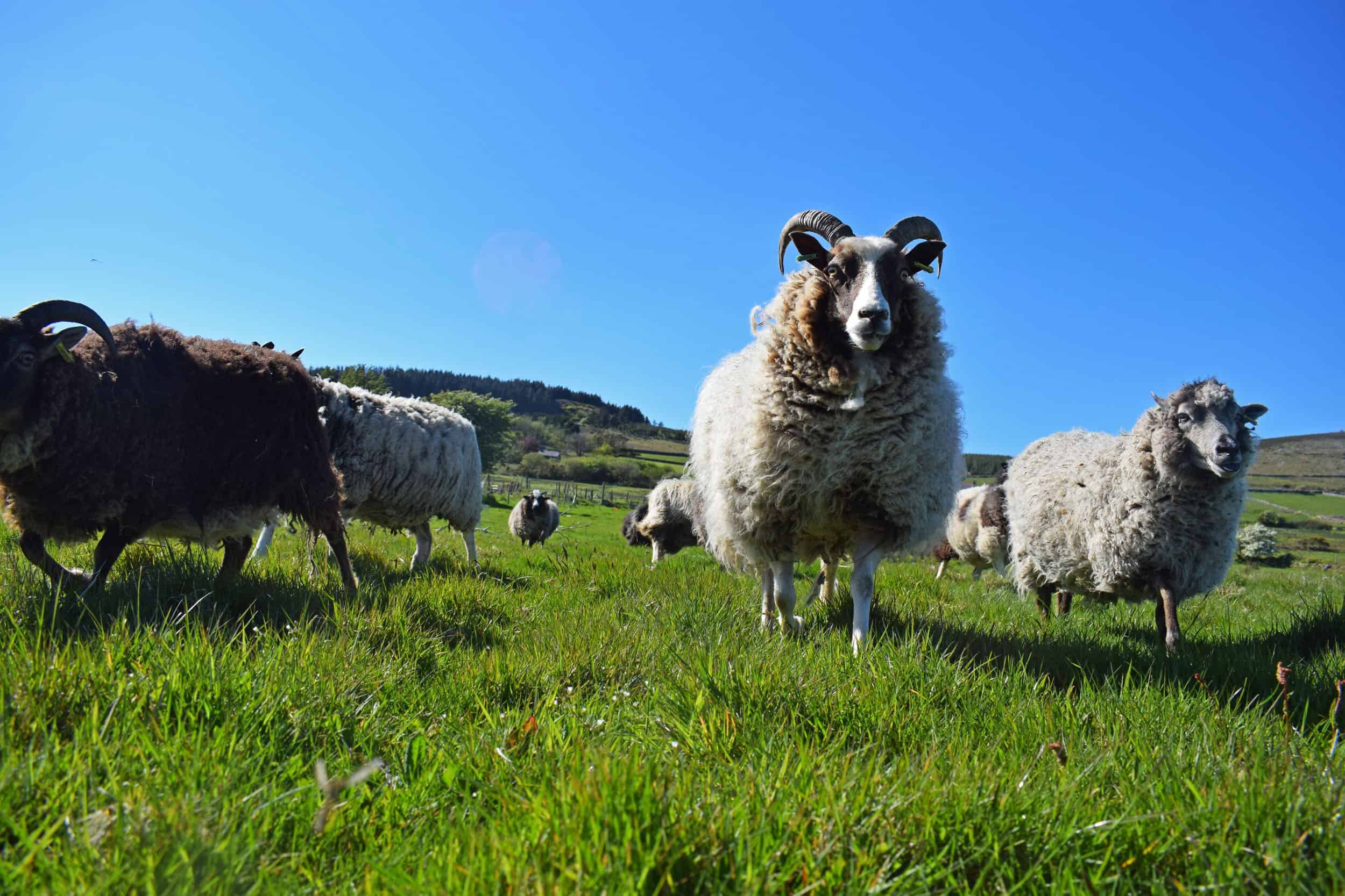 Marmalade moorit spotted patchwork sheep ethical wool soay shetland jacob sheep