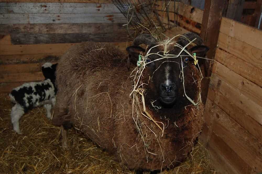 Minnie jacob cross shetland sheep patchwork sheep kind fibre lavender grey hairdo