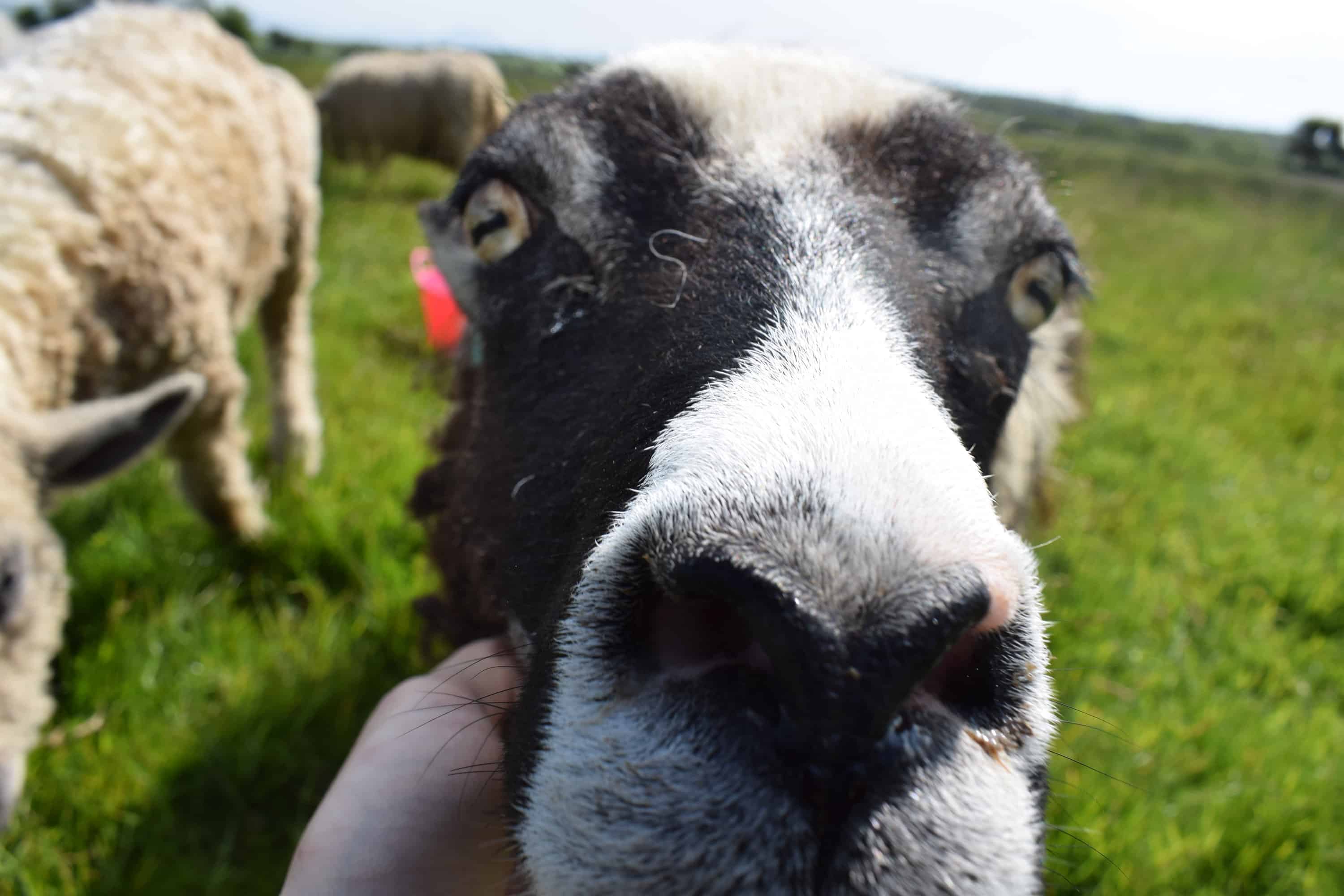 patchwork sheep nosey soay cross shetland spotted ewe Fern