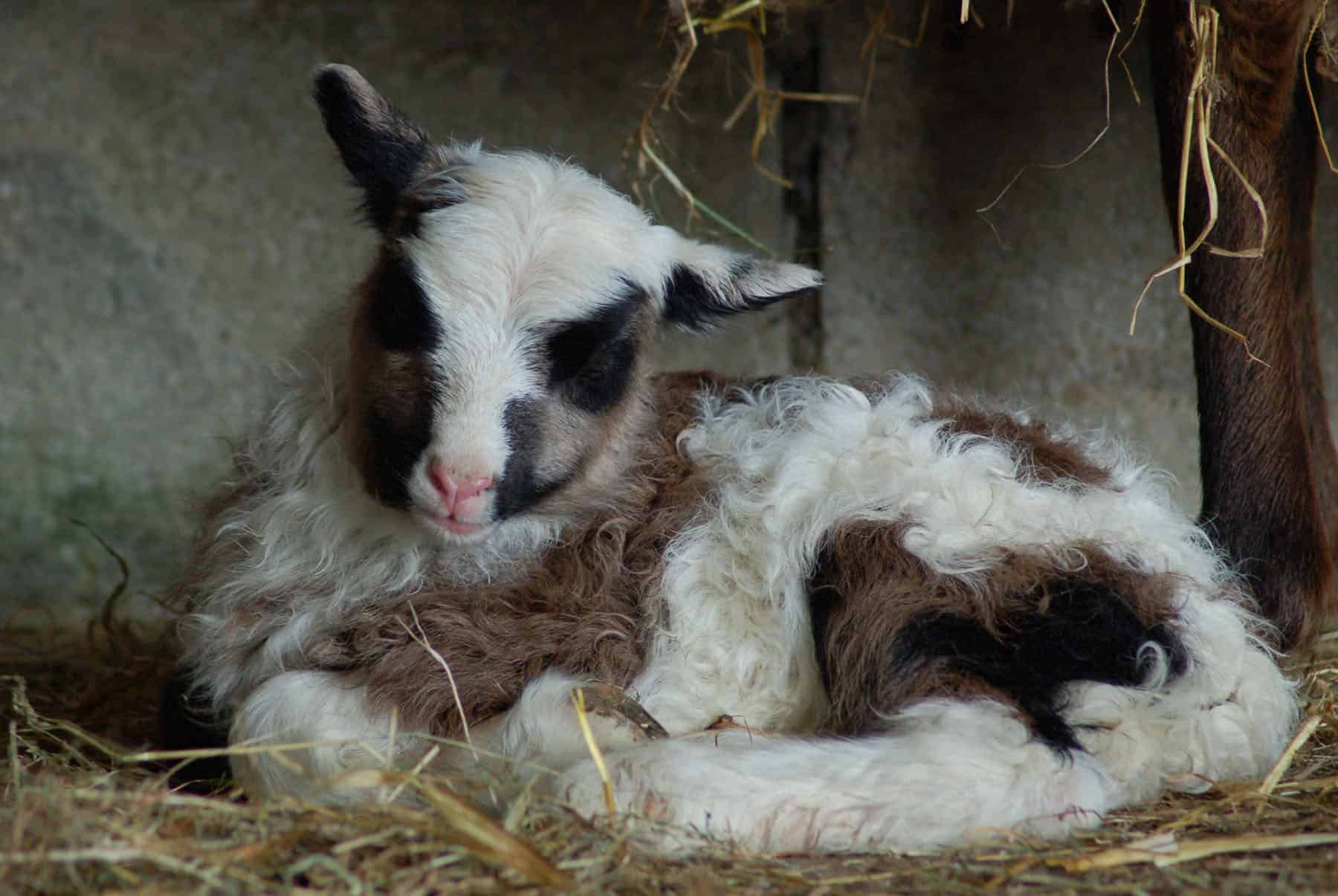 Waffle patchwork sheep pet sheep badgerface spotted crossbreed newborn lamb