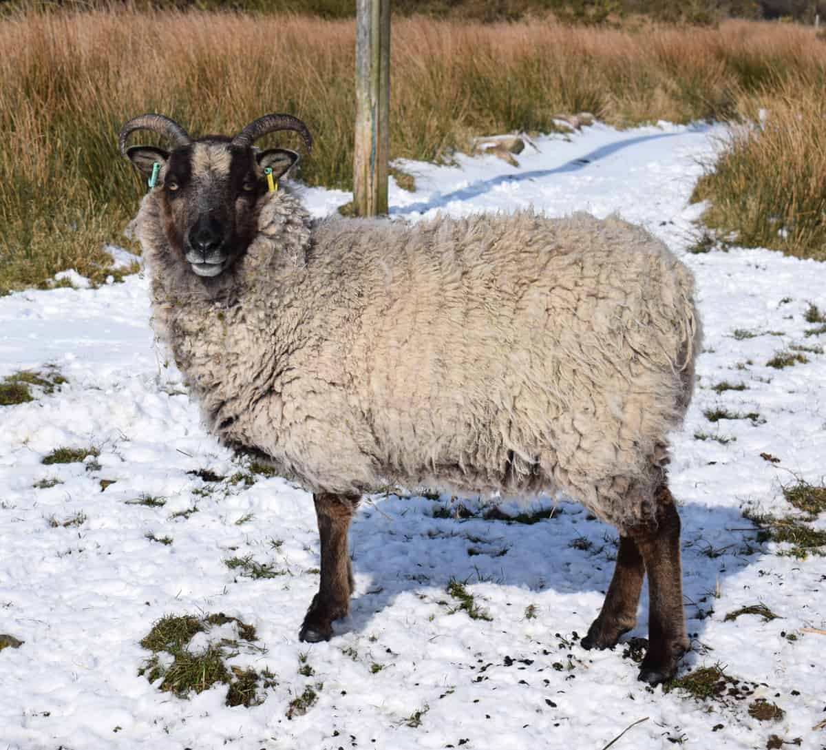 Daisy soay cross shetland sheep patchwork sheep badgerface 3