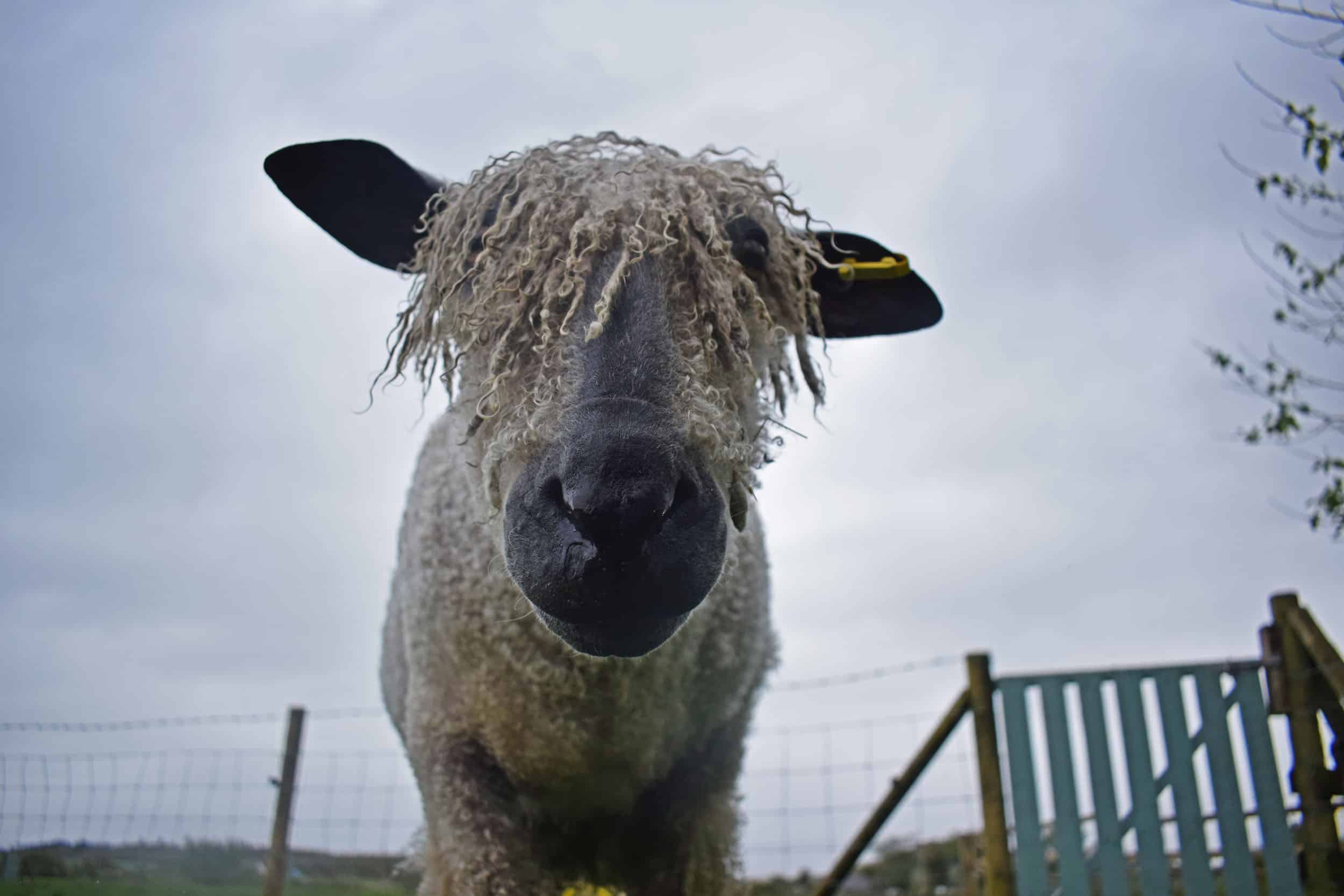 Hagrid wensleydale sheep ewe patchwork sheep wool locks