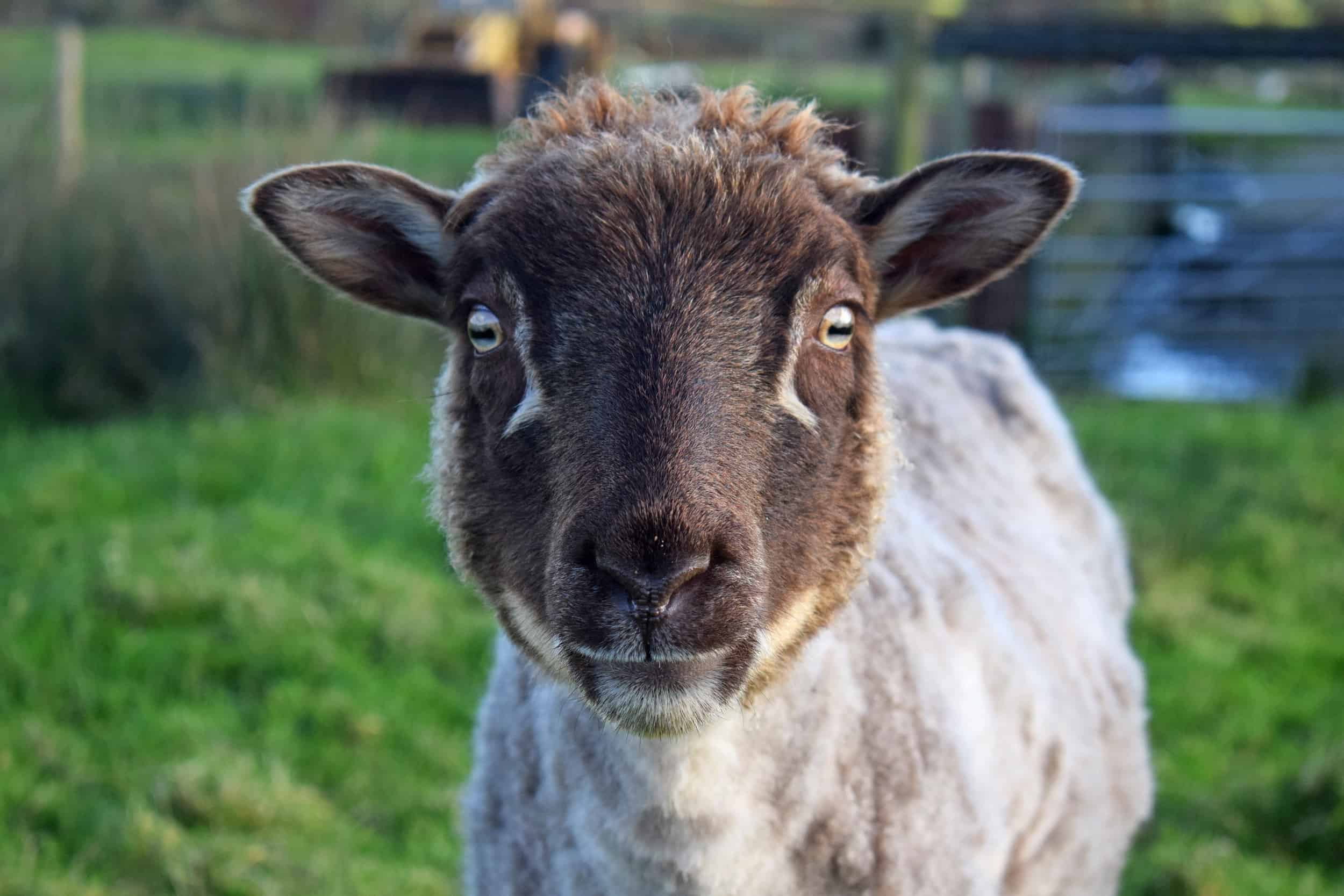 moorit mouflon sheep