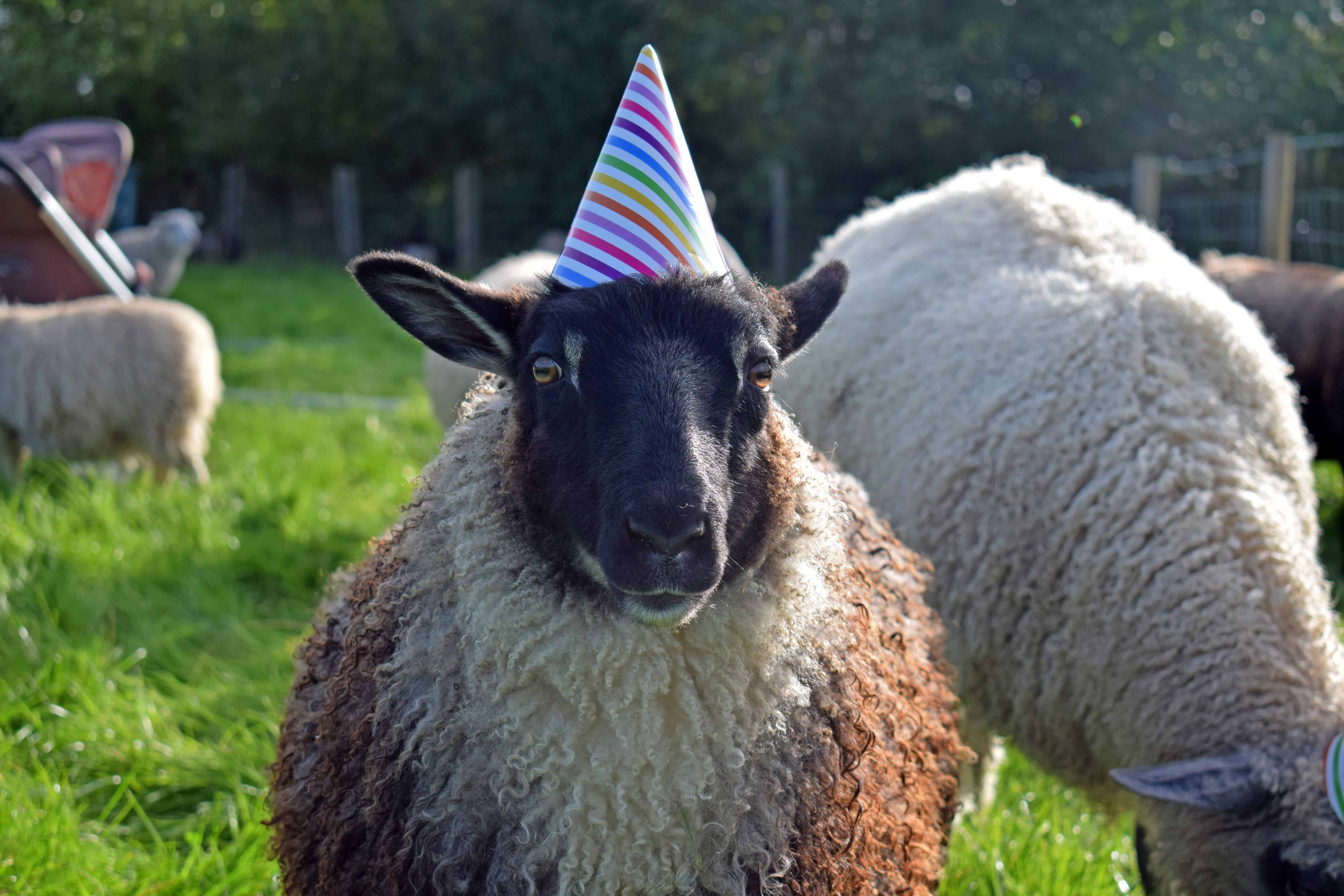 party hat sheep