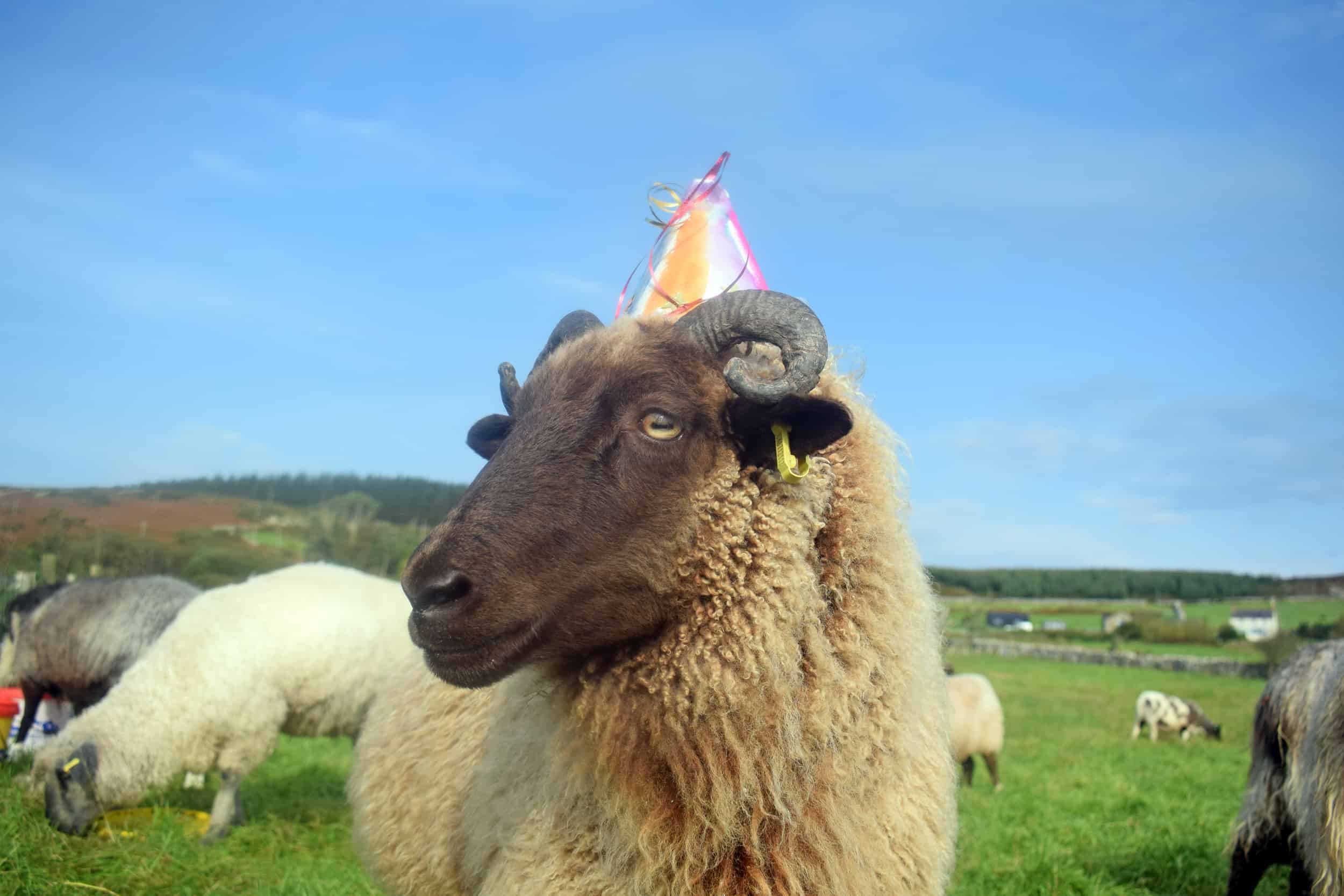 birthday sheep