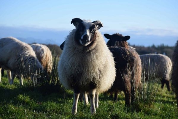 Home - Patchwork Sheep