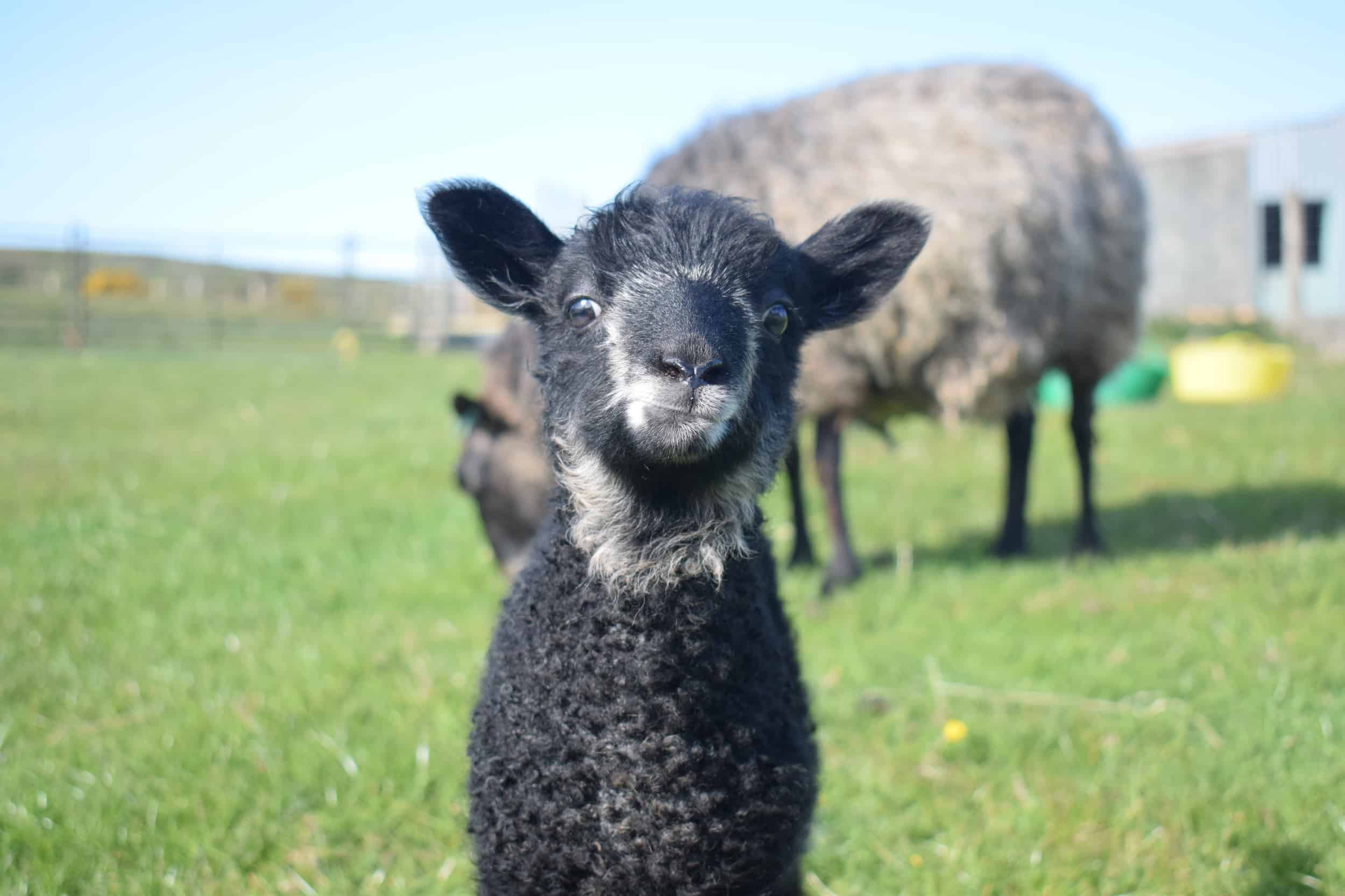 cheeky lamb