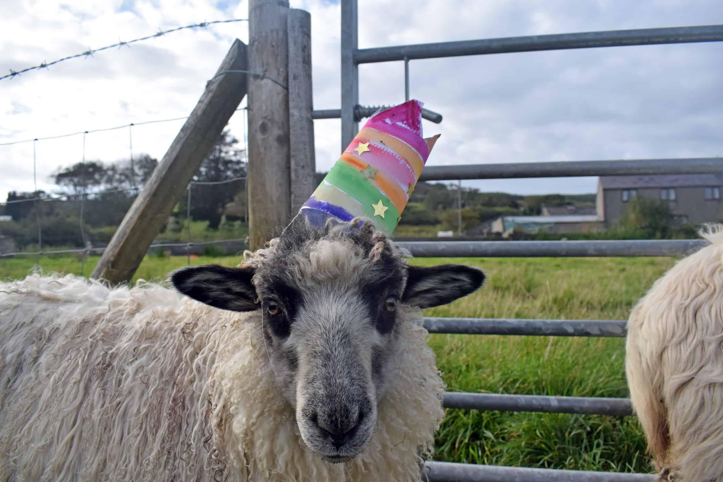 party sheep