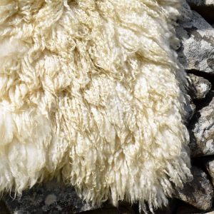 cream white wool rug