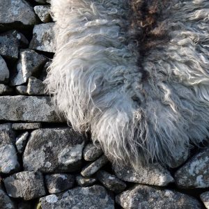 icelandic sheepskin