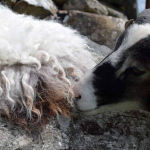 vegetarian sheepskin felted fleece