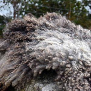 curly grey felted fleece