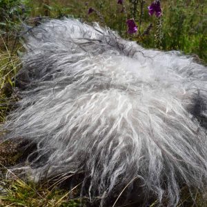 icelandic felted sheepskin