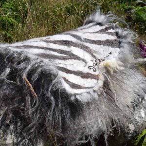 icelandic felted sheepskin