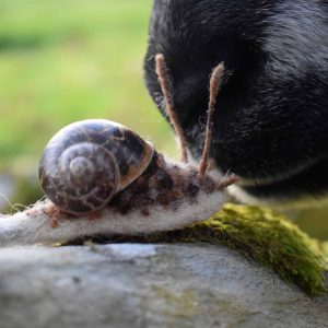 needle felted snail bookmark