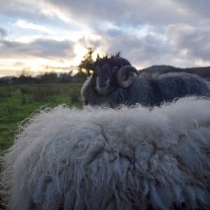 icelandic felted sheepskin