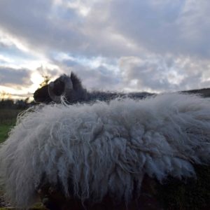 icelandic felted sheepskin