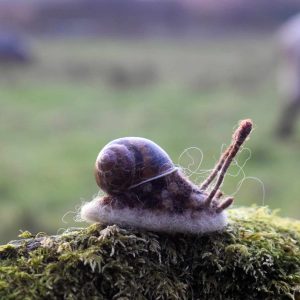 handmade needle felt snail