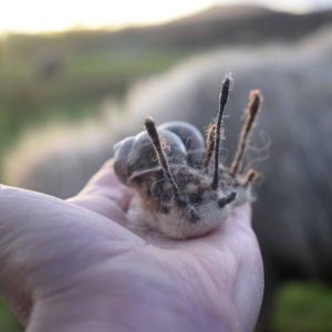 needle felted wool snail