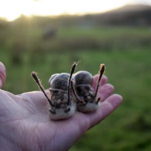 needle felted wool snail